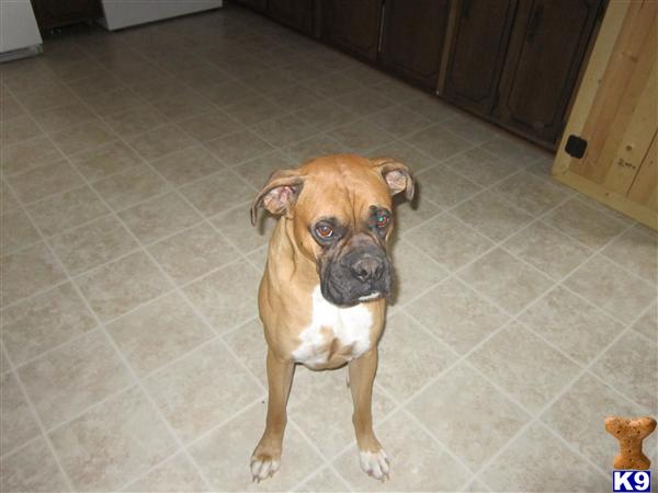 Stud Dogs - Boxer